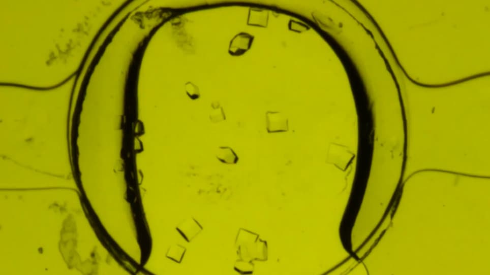 Crystallization of Proteins on Chip by Microdialysis for <i>In Situ</i> X-ray Diffraction Studies