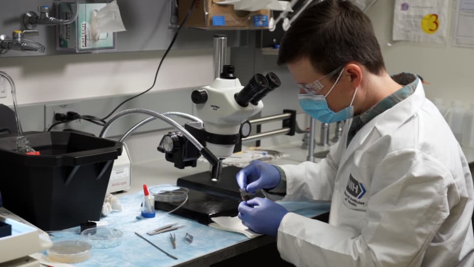 In Vitro Wedge Slice Preparation for Mimicking In Vivo Neuronal Circuit Connectivity