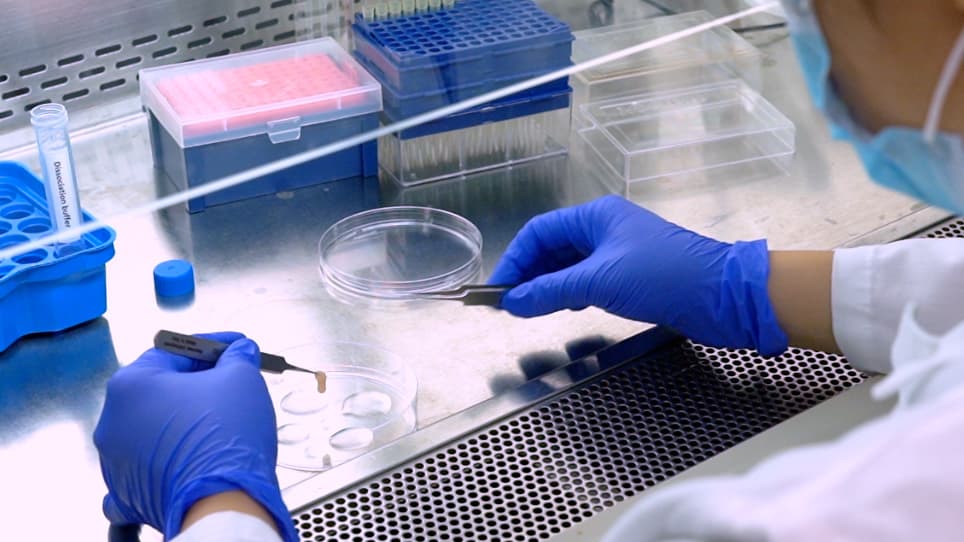 Isolation of Murine Spermatogenic Cells using a Violet-Excited Cell-Permeable DNA Binding Dye