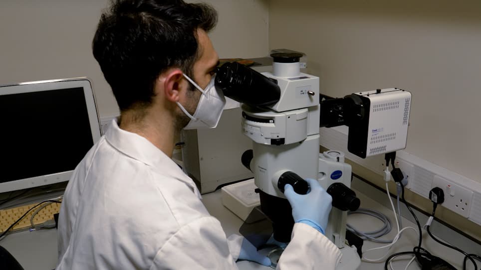 Live Imaging of Chemokine Receptors in Zebrafish Neutrophils During Wound Responses