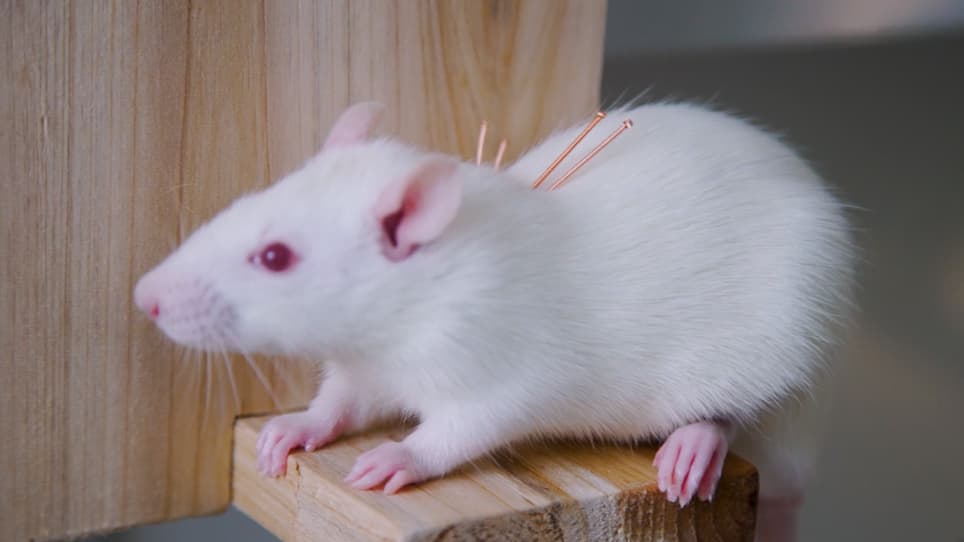 Acupuncture in a Rat Model of Asthma