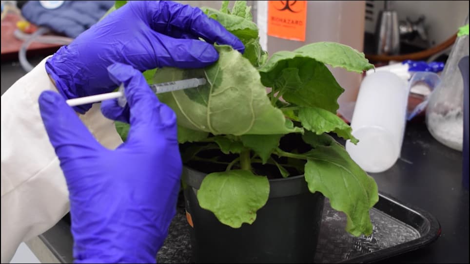 Production of IgG Fusion Proteins Transiently Expressed in <em>Nicotiana benthamiana</em>