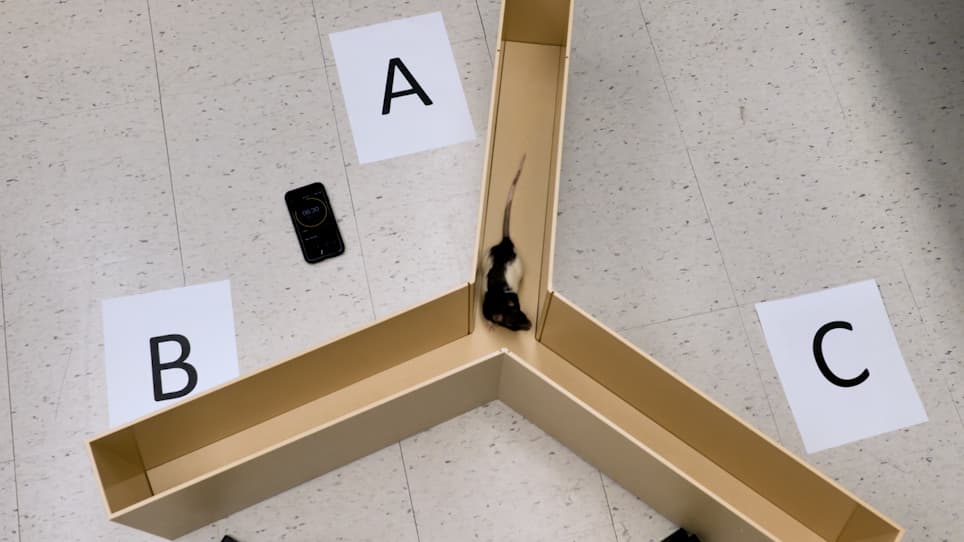 Behavioral Assessment of Visual Function via Optomotor Response and Cognitive Function via Y-Maze in Diabetic Rats