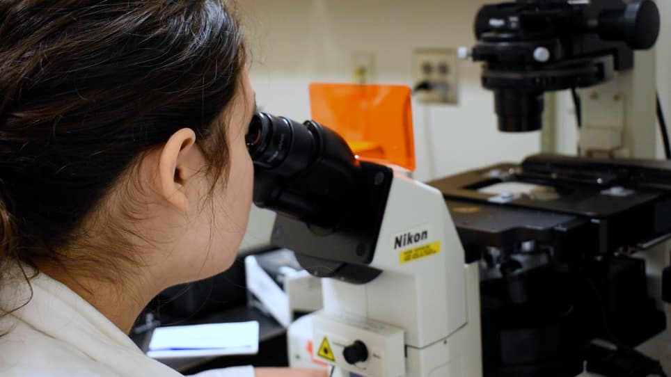A Hydrophobic Tissue Clearing Method for Rat Brain Tissue
