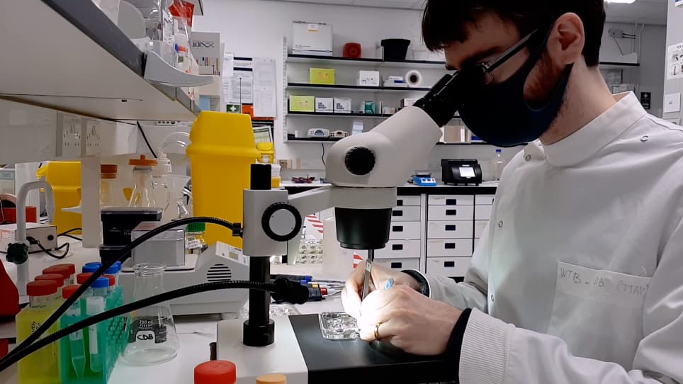 Applications of Immobilization of Drosophila Tissues with Fibrin Clots for Live Imaging