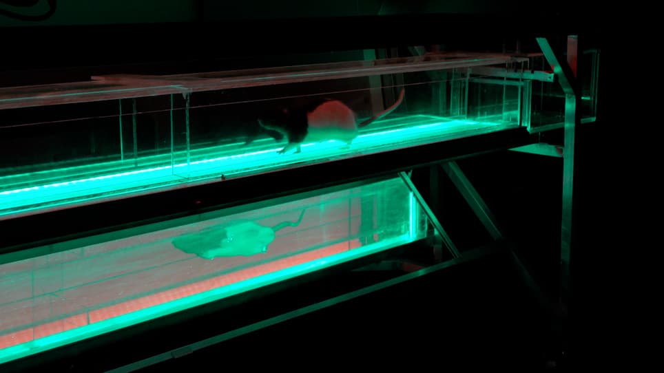 Applying the RatWalker System for Gait Analysis in a Genetic Rat Model of Parkinson's Disease