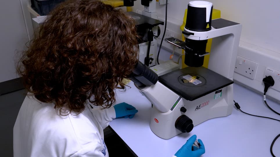 Fluorescence In Situ Hybridization on DNA Halo Preparations to Reveal Whole Chromosomes, Telomeres and Gene Loci