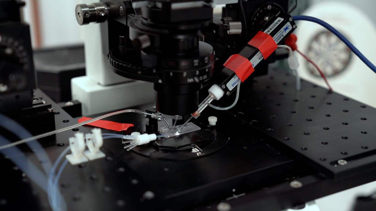 Recording Electrical Currents across the Plasma Membrane of Mammalian Sperm Cells