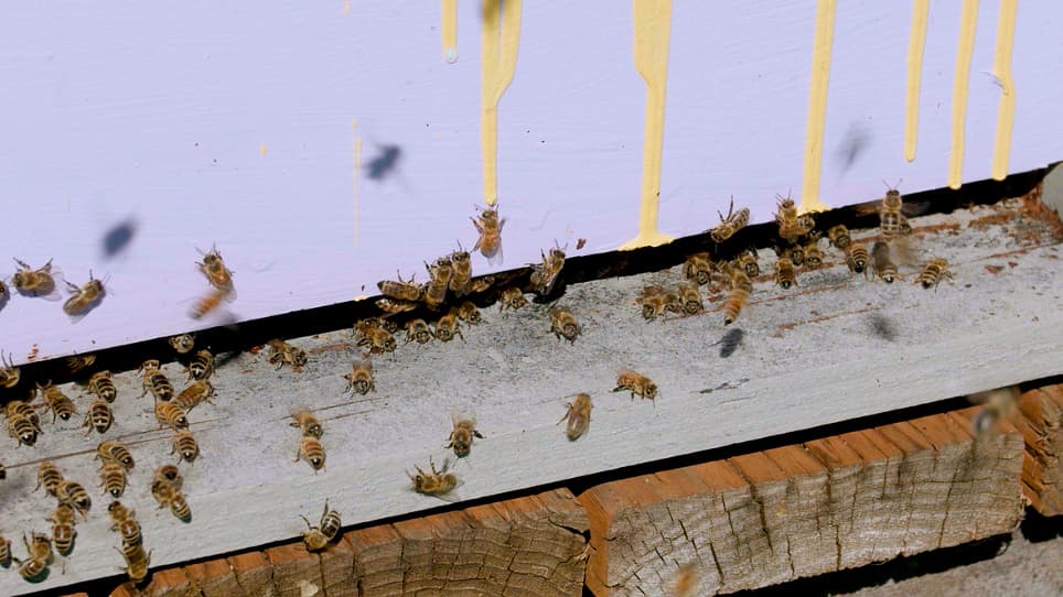 Collection and Identification of Pollen from Honey Bee Colonies