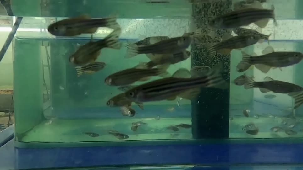 Accumulation and Distribution of Fluorescent Microplastics in the Early Life Stages of Zebrafish