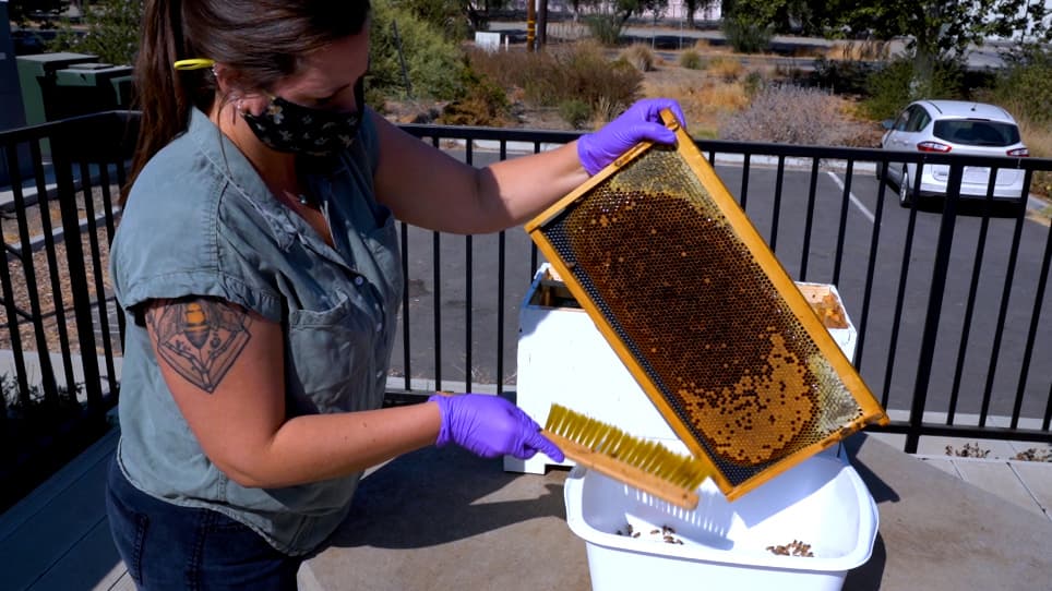 Assessing Agrochemical Risk to Mated Honey Bee Queens