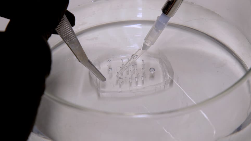 A Microfluidics Approach for the Functional Investigation of Signaling Oscillations Governing Somitogenesis