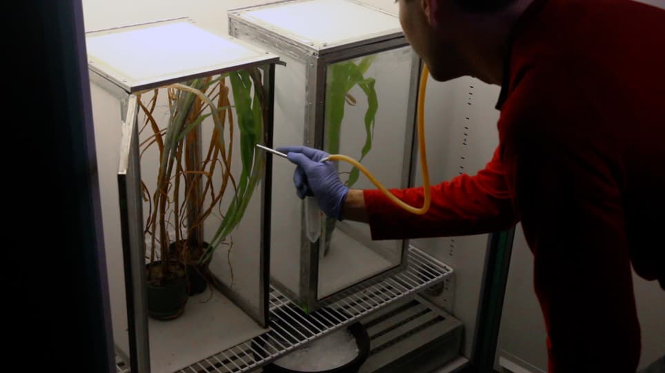 Microinjection of Corn Planthopper, Peregrinus maidis, Embryos for CRISPR/Cas9 Genome Editing