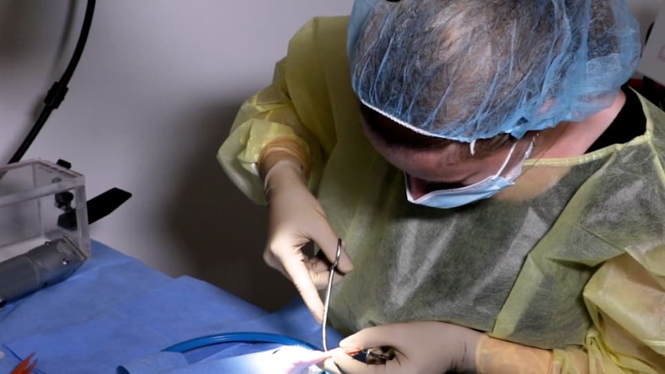 Partial Heterotopic Hindlimb Transplantation Model in Rats