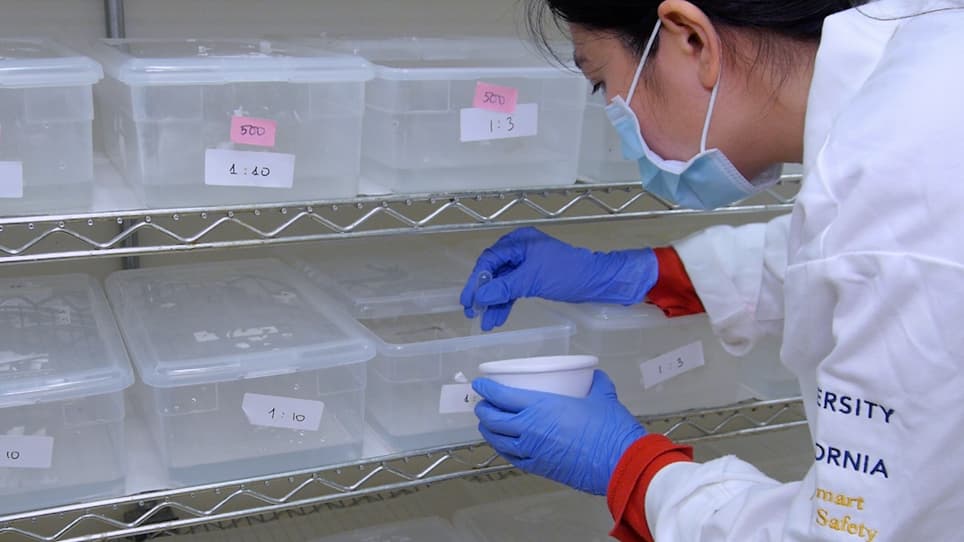 Small-Cage Laboratory Trials of Genetically-Engineered Anopheline Mosquitoes
