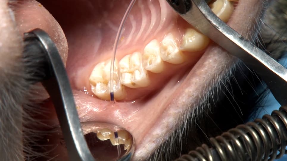 Retrograde Parotid Gland Infusion through Stensen's Duct in a Non-Human Primate for Vectored Gene Delivery