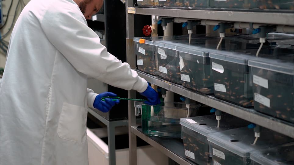 Shuttle Box Assay as an Associative Learning Tool for Cognitive Assessment in Learning and Memory Studies using Adult Zebrafish