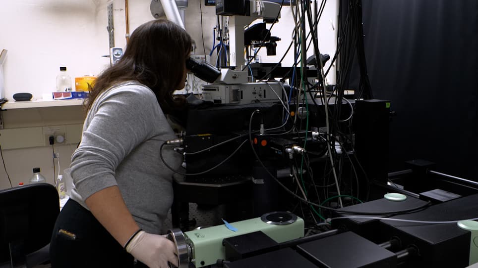 Longitudinal Intravital Imaging Through Clear Silicone Windows