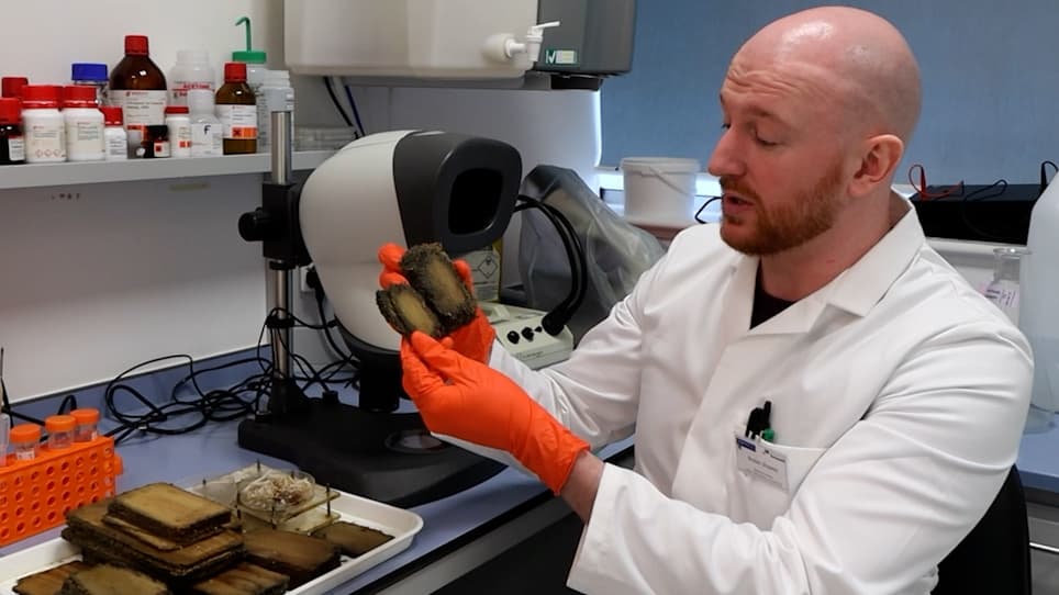 Rapid Testing of Resistance of Timber to Biodegradation by Marine Wood-Boring Crustaceans