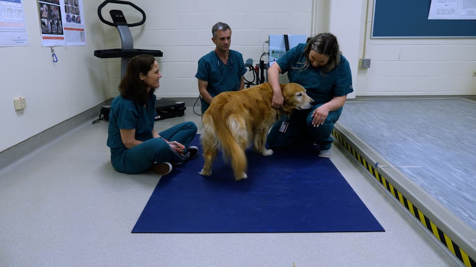 Assessment of Sensory Thresholds in Dogs Using Mechanical and Hot Thermal Quantitative Sensory Testing