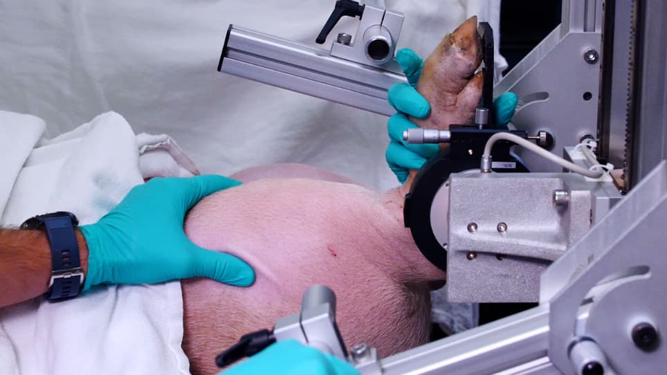 <em>In Vivo</em> Measurement of Hindlimb Dorsiflexor Isometric Torque from Pig
