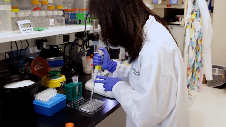 Determination of Mitochondrial Respiration and Glycolysis in Ex Vivo Retinal Tissue Samples