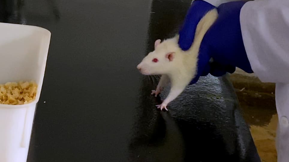 The 6-hydroxydopamine Rat Model of Parkinson's Disease