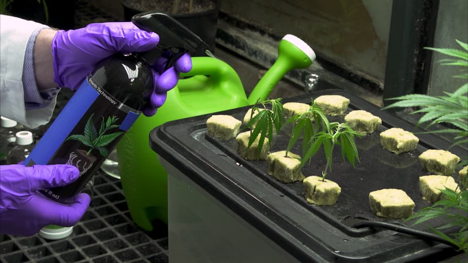 Employing Aeroponic Systems for the Clonal Propagation of Cannabis