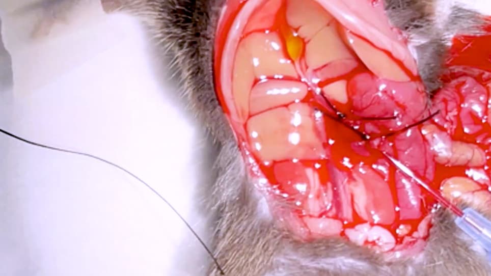 <em>Ex Vivo</em> Hepatic Perfusion Through the Portal Vein in Mouse