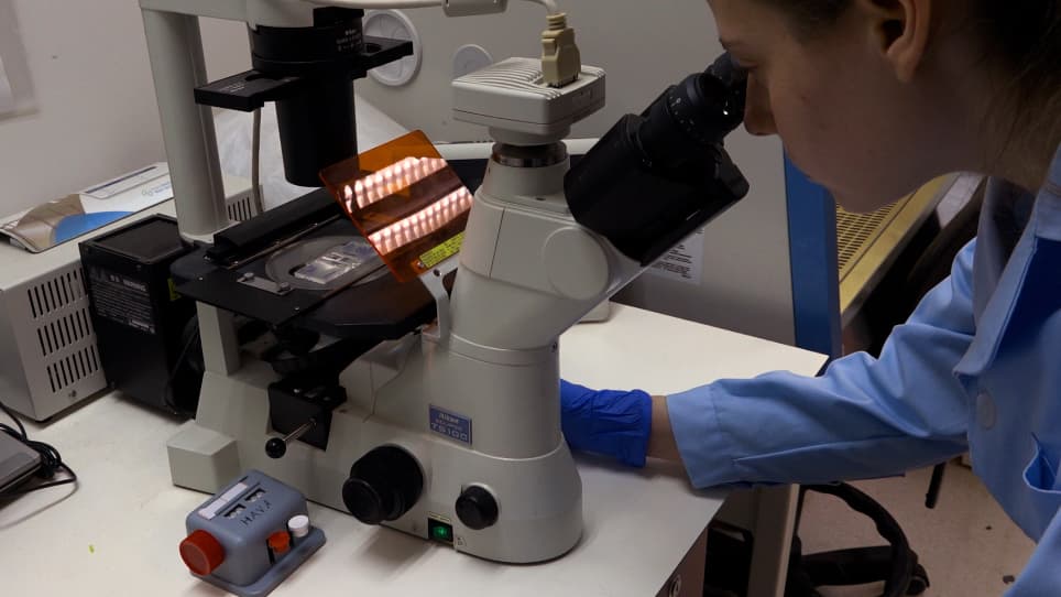 Measuring Cell-Edge Protrusion Dynamics during Spreading using Live-Cell Microscopy