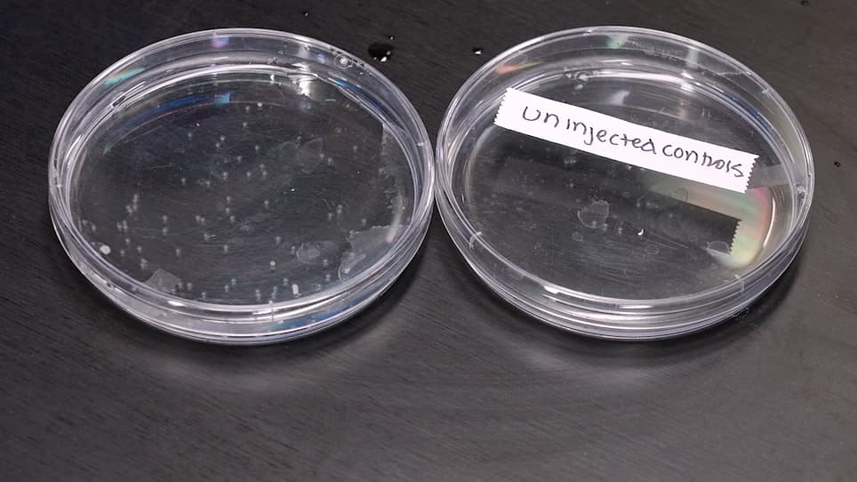Determining the Role of Maternally-Expressed Genes in Early Development with Maternal Crispants