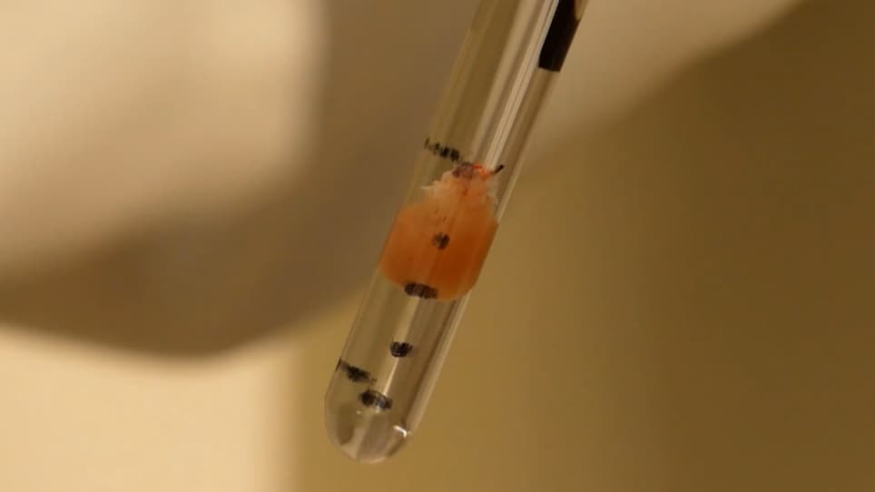 Investigating Cardiac Metabolism in the Isolated Perfused Mouse Heart with Hyperpolarized [1-<sup>13</sup>C]Pyruvate and <sup>13</sup>C/<sup>31</sup>P NMR Spectroscopy