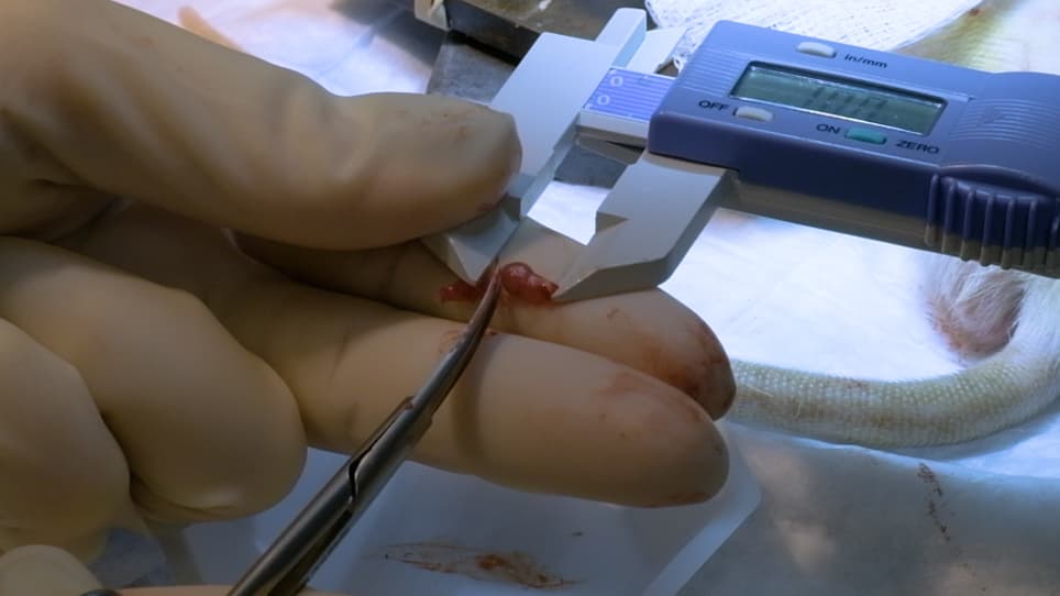 The Muscle Cuff Regenerative Peripheral Nerve Interface for the Amplification of Intact Peripheral Nerve Signals