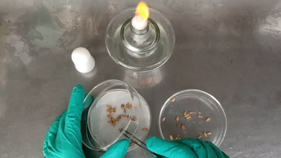 An Improved Chemotaxis Assay for the Rapid Identification of Rhizobacterial Chemoattractants in Root Exudates
