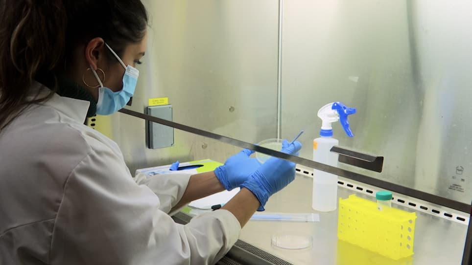 Effective Oral RNA Interference (RNAi) Administration to Adult <em>Anopheles gambiae</em> Mosquitoes