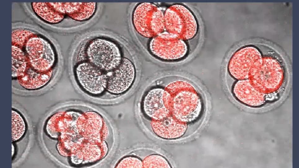 Spatiotemporal Subcellular Manipulation of the Microtubule Cytoskeleton in the Living Preimplantation Mouse Embryo using Photostatins