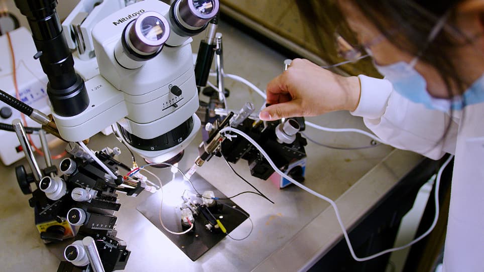 Recording Gap Junction Current from Xenopus Oocytes