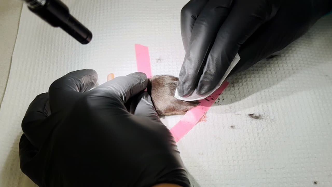 Modified Spared Nerve Injury Surgery Model of Neuropathic Pain in Mice