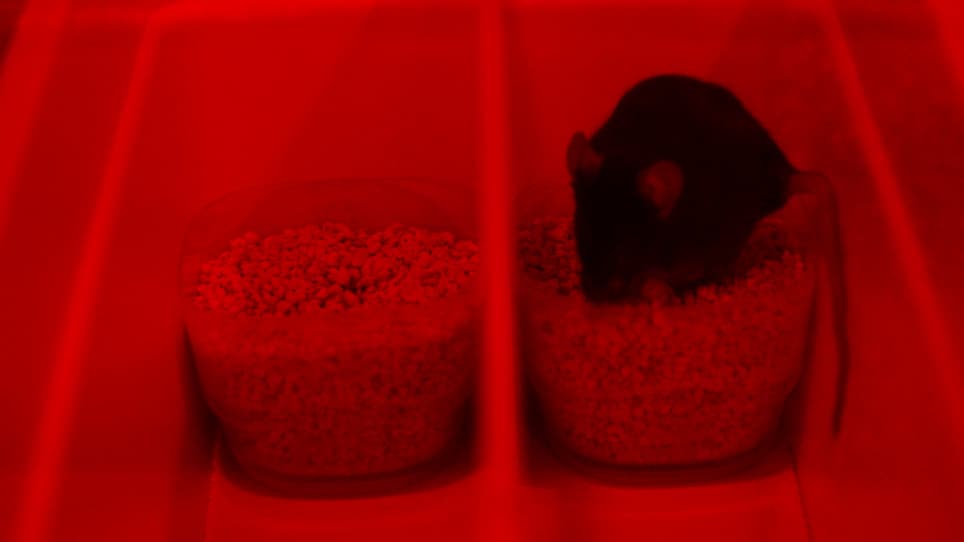 Assessment of Mouse Judgment Bias through an Olfactory Digging Task