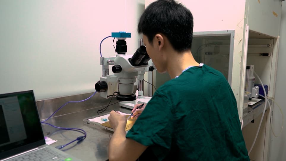A Modified Cuff Technique for Mouse Cervical Heterotopic Heart Transplantation Model