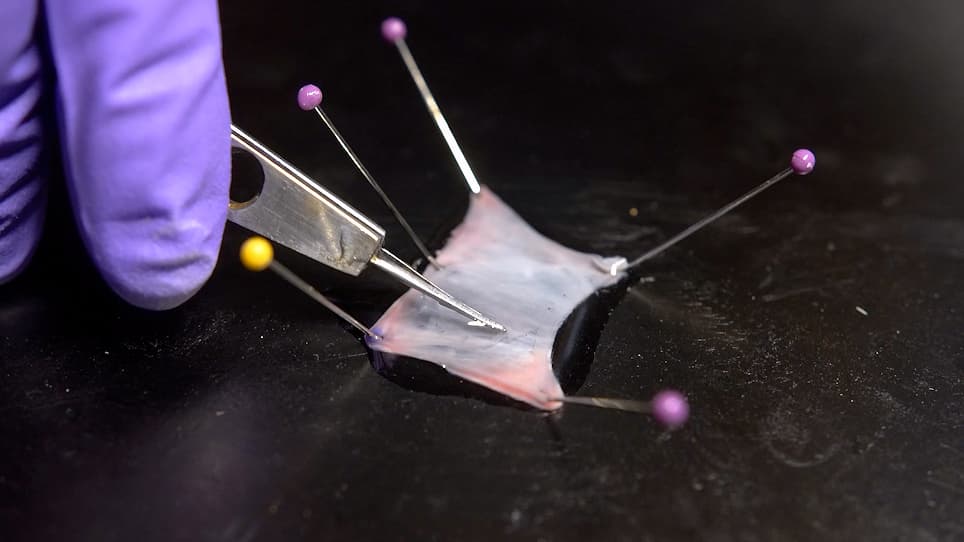 Layer Microdissection of Tricuspid Valve Leaflets for Biaxial Mechanical Characterization and Microstructural Quantification