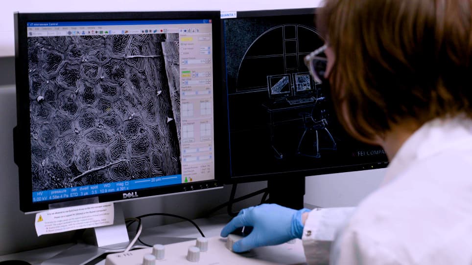 Zebrafish Corneal Wound Healing: From Abrasion to Wound Closure Imaging Analysis