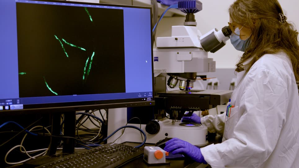 Studying Inherited Immunity in a Caenorhabditis elegans Model of Microsporidia Infection