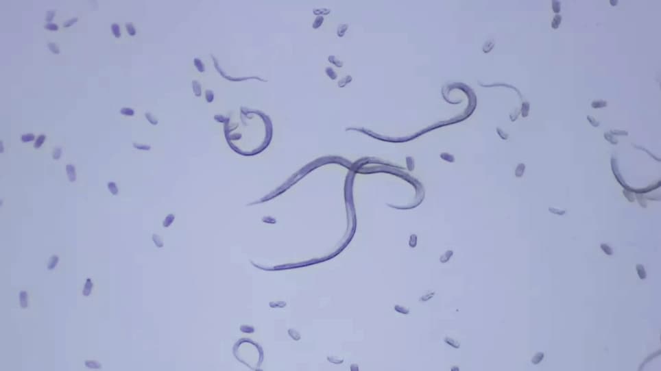 Application of RNA Interference in the Pinewood Nematode, <em>Bursaphelenchus xylophilus</em>