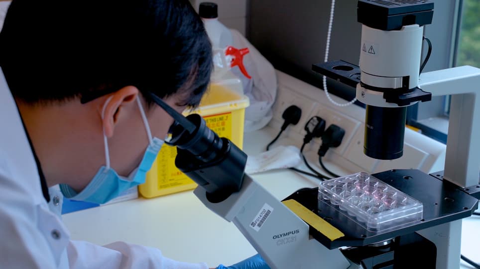 Establishing Human Lung Organoids and Proximal Differentiation to Generate Mature Airway Organoids