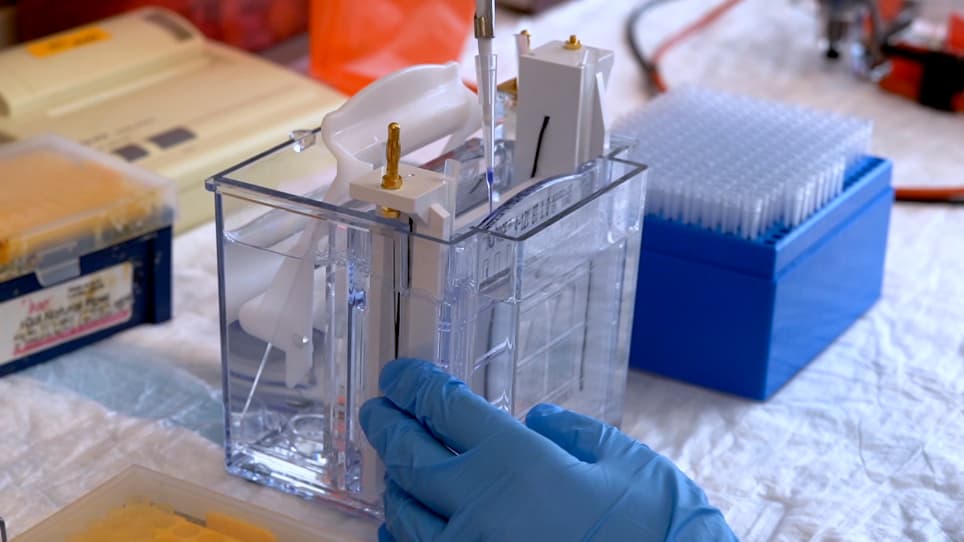 CRISPR Gene Editing Tool for MicroRNA Cluster Network Analysis
