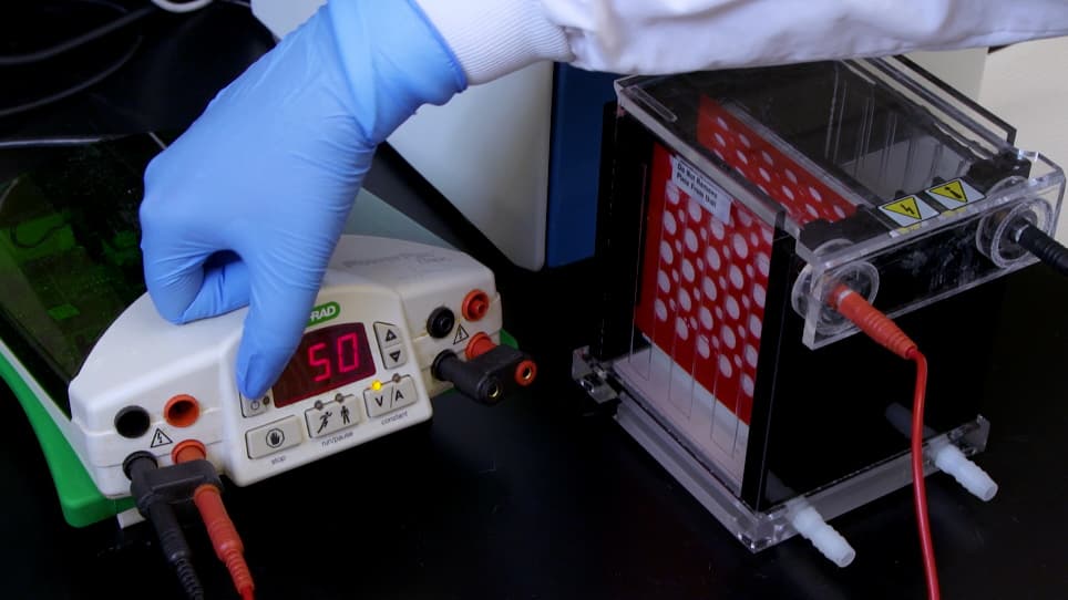 Mycobacterium tuberculosis Extracellular Vesicle Enrichment through Size Exclusion Chromatography