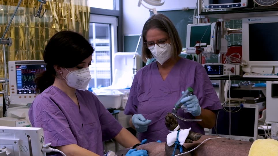 Endotracheal Intubation Using a Flexible Intubation Endoscope as a Standardized Model for Safe Airway Management in Swine