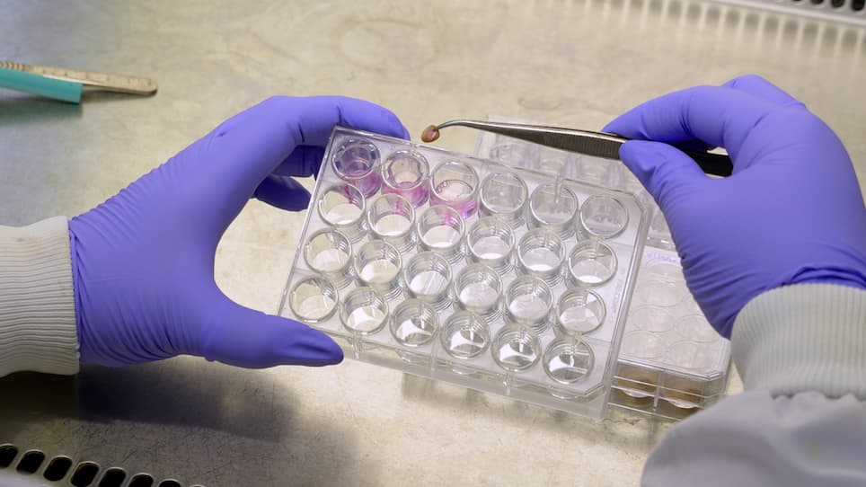 A Novel High-Throughput <em>Ex Vivo</em> Ovine Skin Wound Model for Testing Emerging Antibiotics