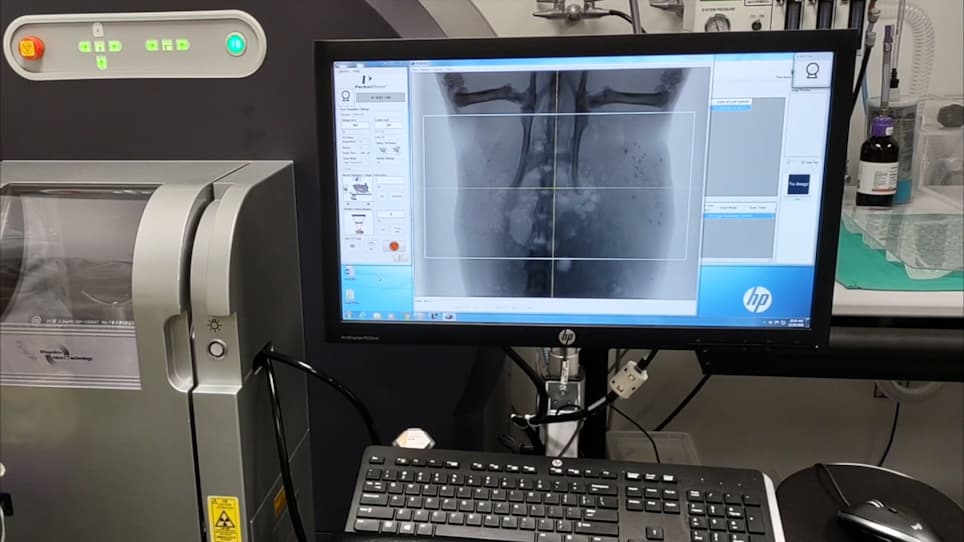 X-Ray Visualization of Intraductal Ethanol-Based Ablative Treatment for Prevention of Breast Cancer in Rat Models